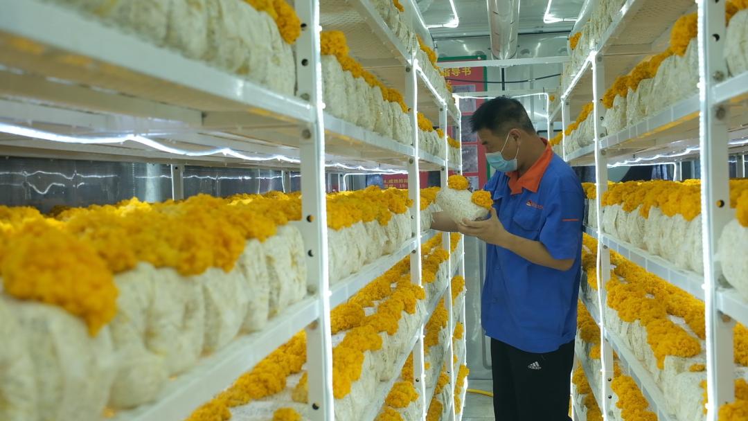 ɽ�|���f�����S�𡱮a(ch��n)�I(y��)����ġ������������Ƽ���(w��n)�a(ch��n)��